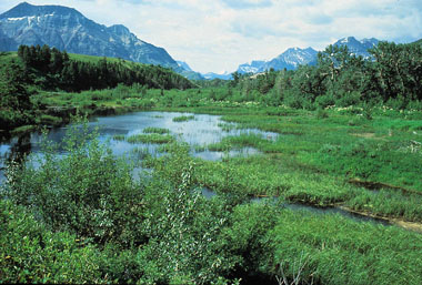 Bessette Creek and Salmon River Sensitive Habitat Atlas